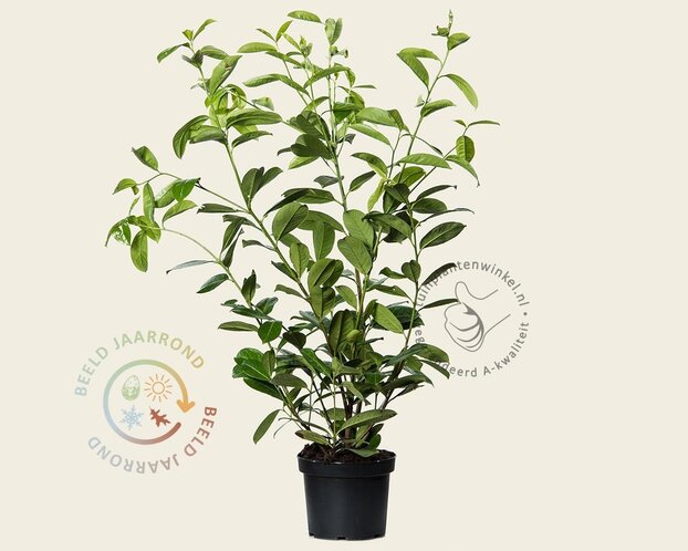 Prunus laurocerasus 'Rotundifolia' - in pot