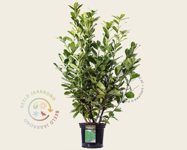 Prunus laurocerasus 'Rotundifolia' - in pot