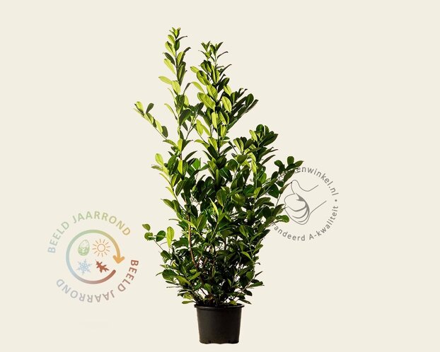 Prunus laurocerasus 'Rotundifolia' - in pot