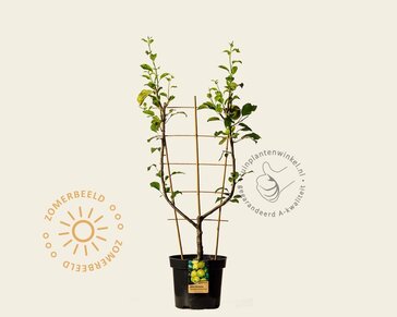 Malus domestica 'Golden Delicious' - U-vorm