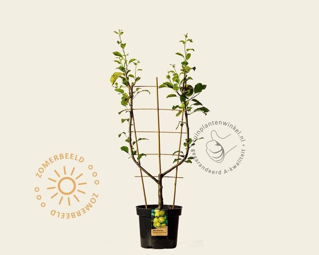 Malus domestica 'Golden Delicious' - U-vorm
