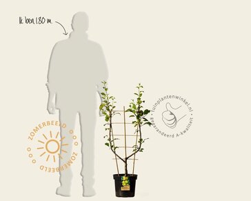Malus domestica 'Golden Delicious' - U-vorm
