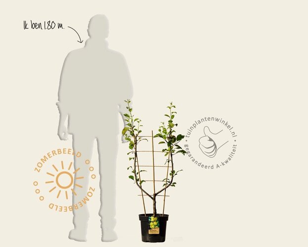 Malus domestica 'Golden Delicious' - U-vorm