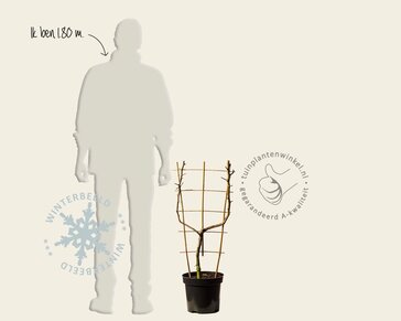 Malus domestica 'Golden Delicious' - U-vorm