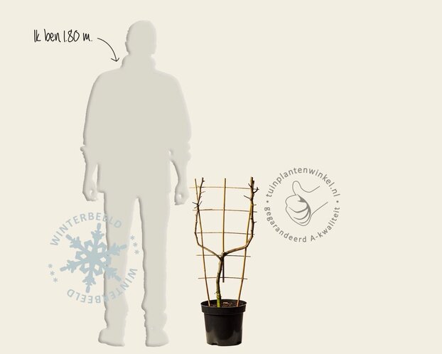 Malus domestica 'Golden Delicious' - U-vorm
