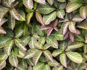 Parthenocissus henryana