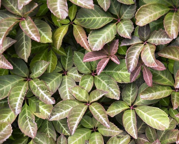Parthenocissus henryana