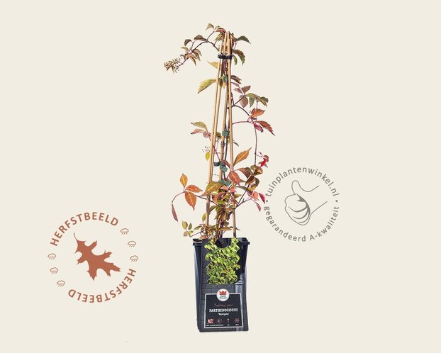 Parthenocissus henryana