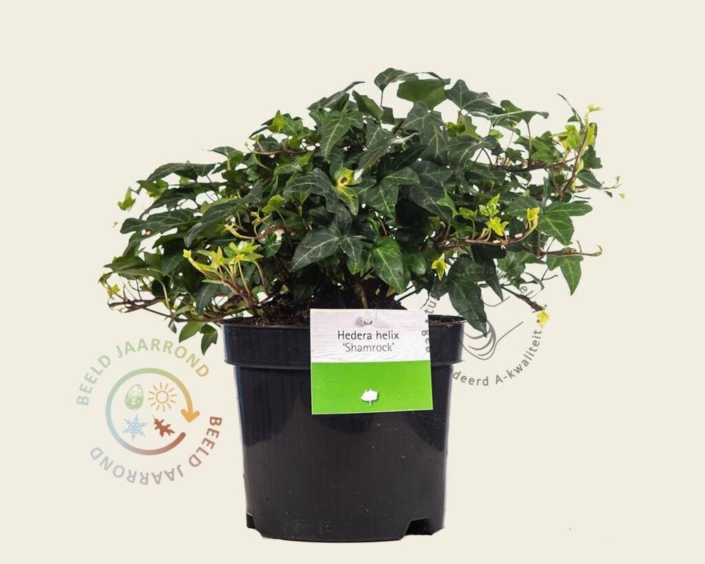 Hedera helix 'Shamrock'