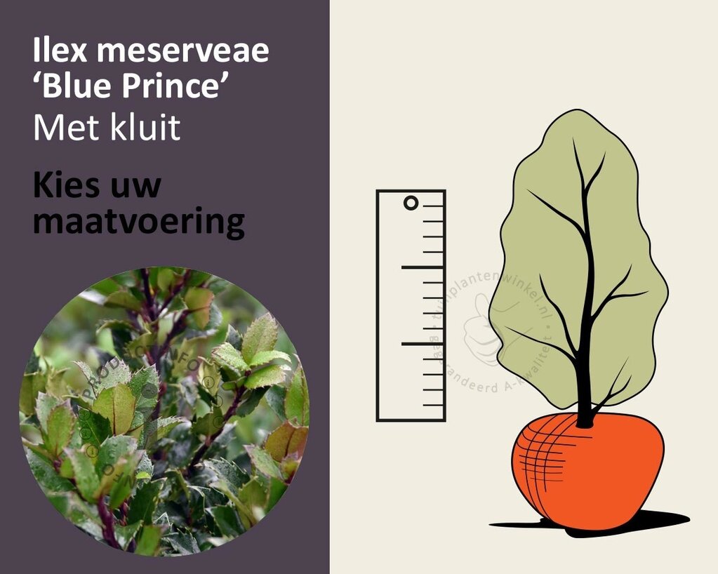 Ilex meserveae 'Blue Prince' - kluit