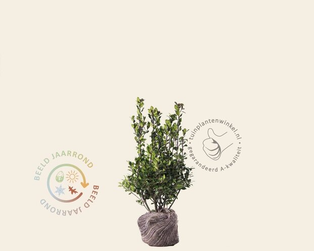 Ilex meserveae 'Blue Prince' - kluit