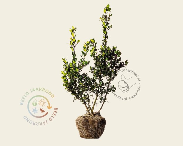 Ilex meserveae 'Blue Prince' - kluit