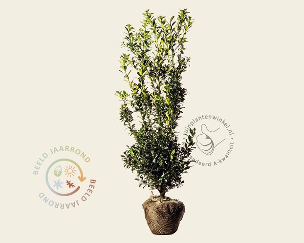 Ilex meserveae 'Blue Prince' - kluit