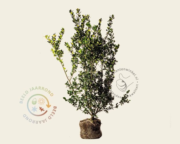 Ilex meserveae 'Blue Prince' - kluit