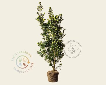 Ilex meserveae 'Blue Prince' - kluit