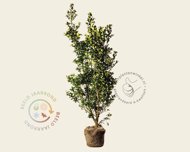 Ilex meserveae 'Blue Prince' - kluit