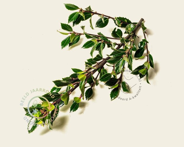 Ilex meserveae 'Blue Prince' - kluit