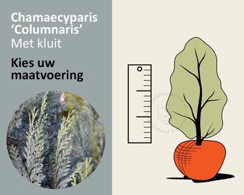 Chamaecyparis lawsoniana 'Columnaris' - kluit
