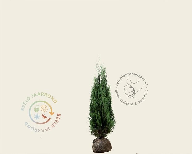 Chamaecyparis lawsoniana 'Columnaris' - kluit