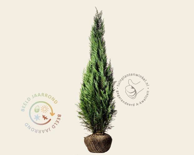 Chamaecyparis lawsoniana 'Columnaris' - kluit