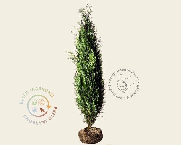 Chamaecyparis lawsoniana 'Columnaris' - kluit