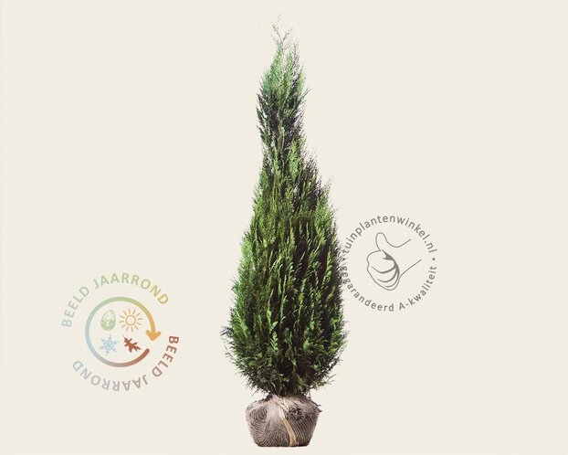 Chamaecyparis lawsoniana 'Columnaris' - kluit