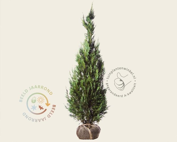 Chamaecyparis lawsoniana 'Columnaris' - kluit