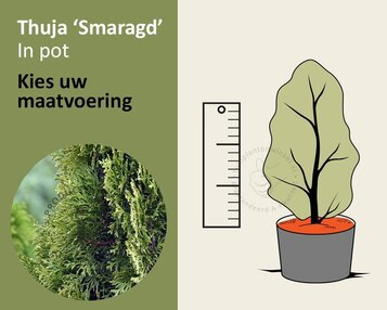 Thuja occidentalis 'Smaragd' - in pot image