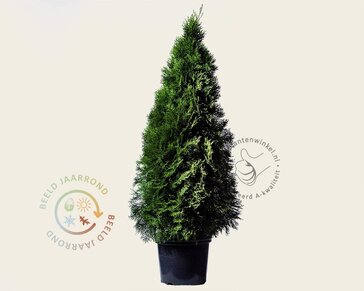 Thuja occidentalis 'Smaragd' - in pot