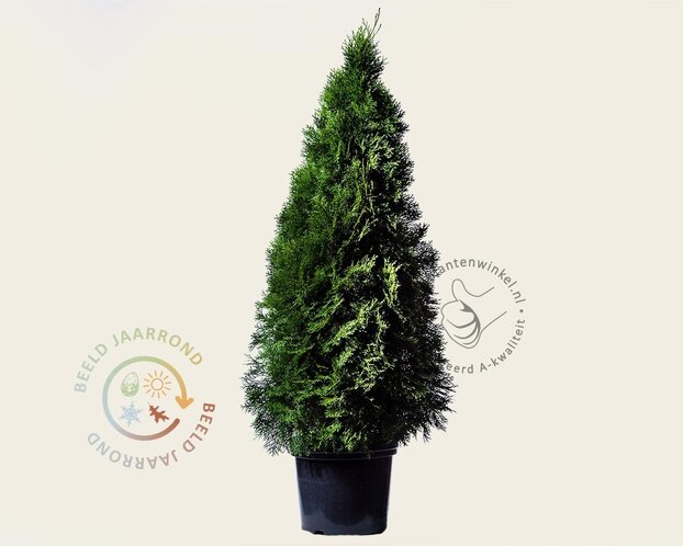 Thuja occidentalis 'Smaragd' - in pot