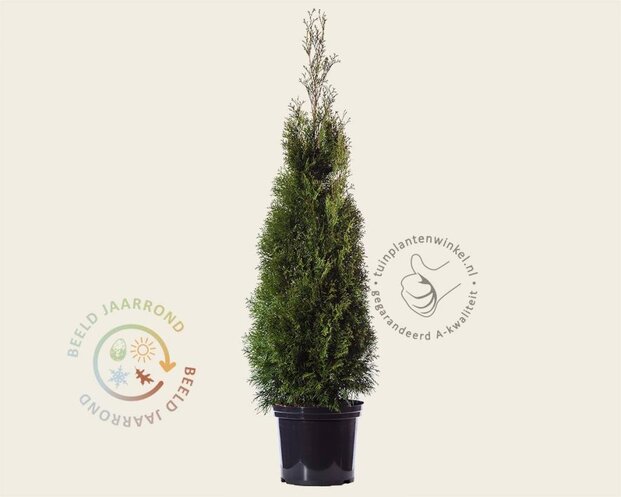 Thuja occidentalis 'Smaragd' - in pot