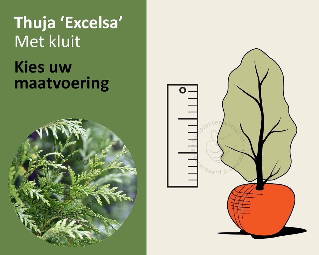 Thuja plicata 'Excelsa' - kluit