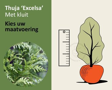 Thuja plicata 'Excelsa' - kluit