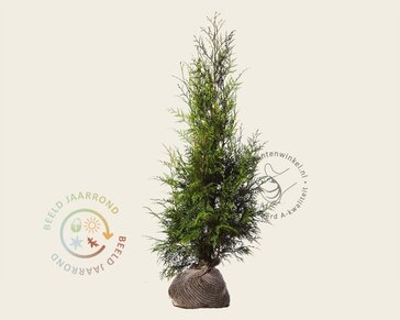 Thuja plicata 'Excelsa' - kluit