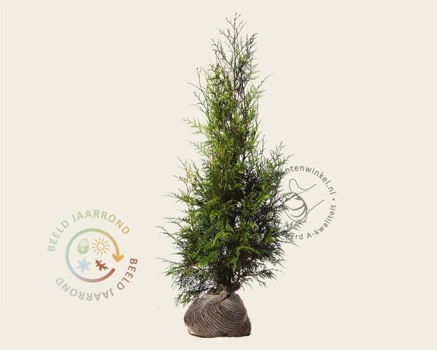 Thuja plicata 'Excelsa' - kluit