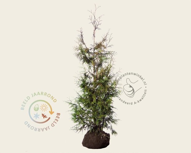 Thuja plicata 'Excelsa' - kluit