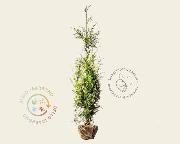 Thuja plicata 'Excelsa' - kluit