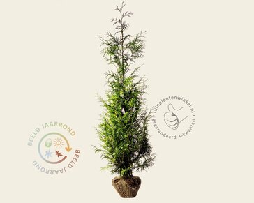 Thuja plicata 'Excelsa' - kluit
