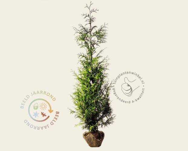 Thuja plicata 'Excelsa' - kluit
