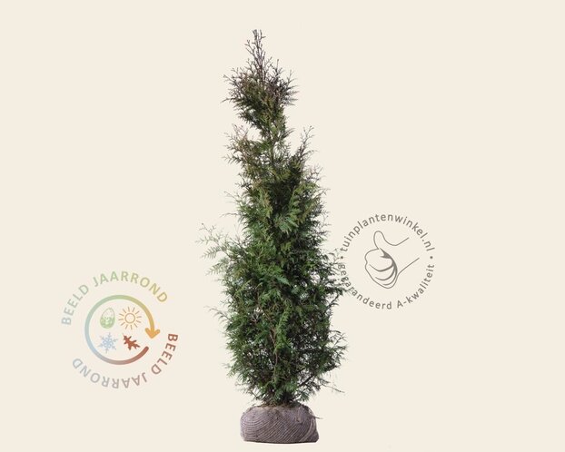 Thuja plicata 'Excelsa' - kluit