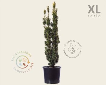Taxus baccata 'David' - in pot - XL
