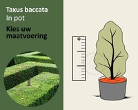 Taxus baccata - in pot
