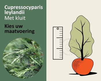 Cupressocyparis leylandii - kluit