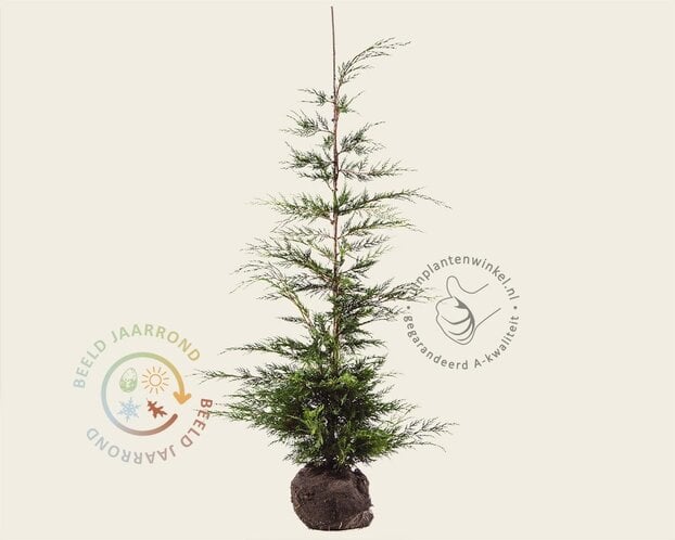 Cupressocyparis leylandii - kluit