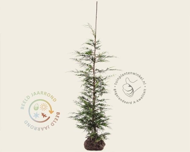 Cupressocyparis leylandii - kluit