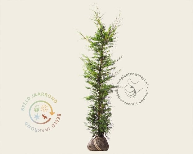 Cupressocyparis leylandii - kluit