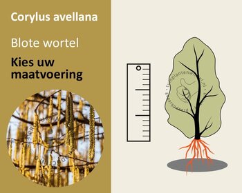 Corylus avellana - blote wortel