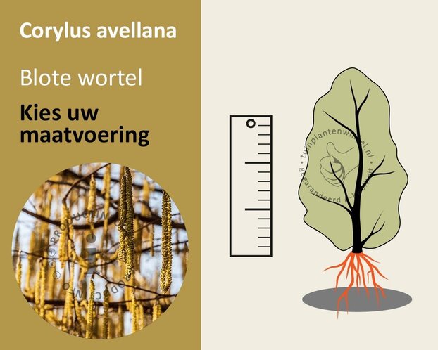 Corylus avellana - blote wortel
