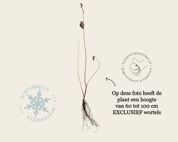 Corylus avellana - blote wortel