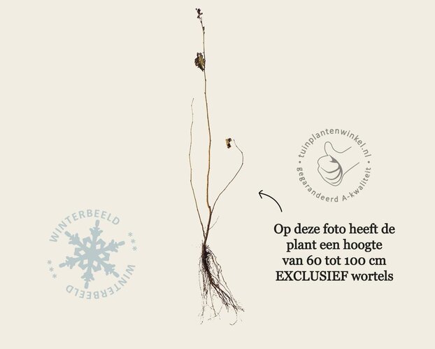 Corylus avellana - blote wortel